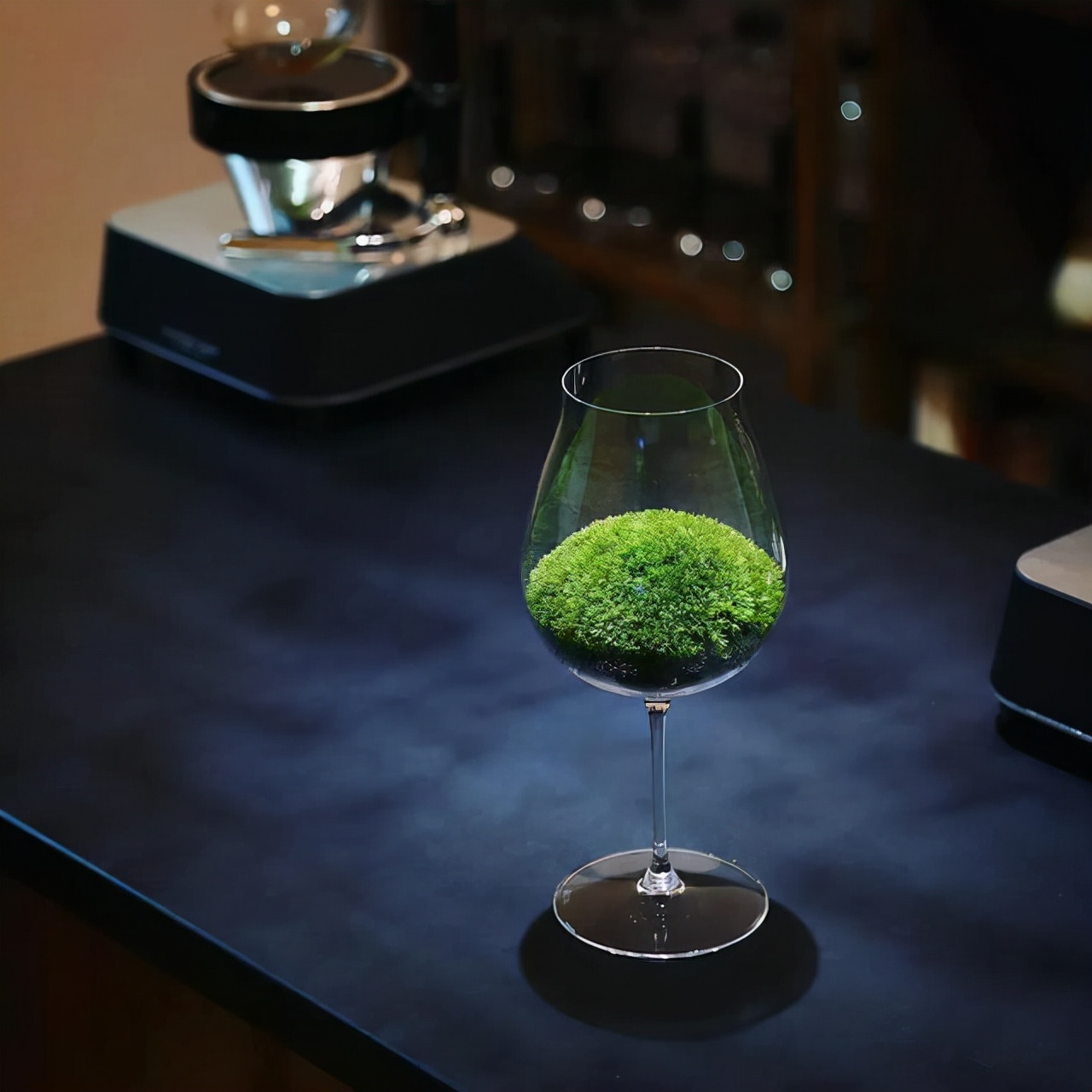 为什么你的苔藓总养不活？全面认识和了解苔藓的习性和养护技巧