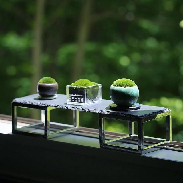 为什么你的苔藓总养不活？全面认识和了解苔藓的习性和养护技巧