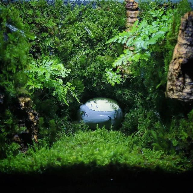 为什么你的苔藓总养不活？全面认识和了解苔藓的习性和养护技巧