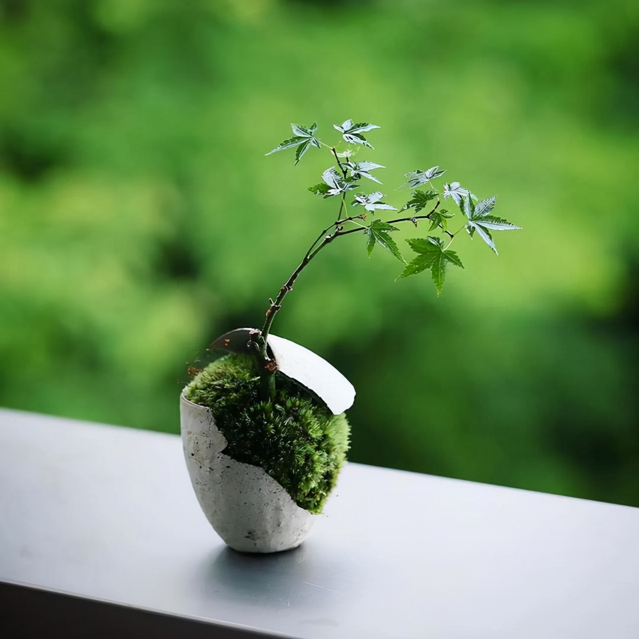 为什么你的苔藓总养不活？全面认识和了解苔藓的习性和养护技巧