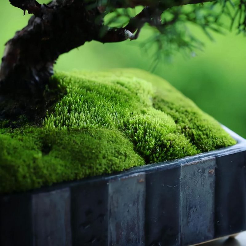 苔藓的习性和养护技巧-小改变网