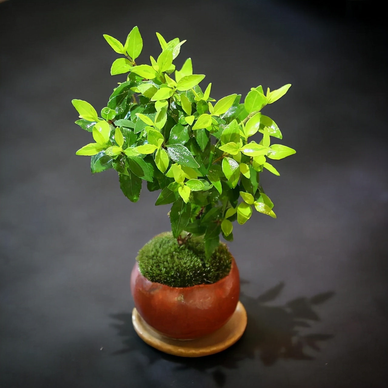 为什么你的苔藓总养不活？全面认识和了解苔藓的习性和养护技巧