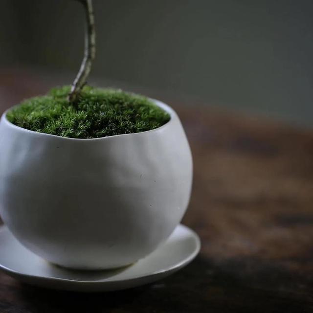 为什么你的苔藓总养不活？全面认识和了解苔藓的习性和养护技巧