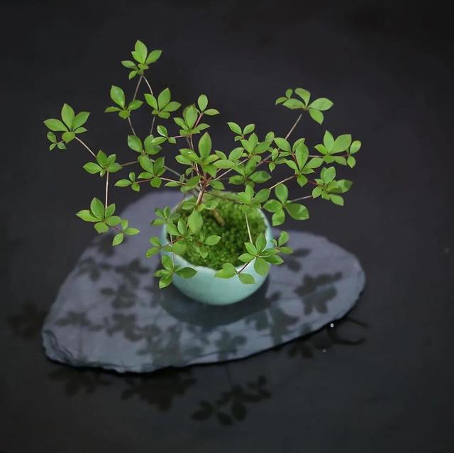 为什么你的苔藓总养不活？全面认识和了解苔藓的习性和养护技巧