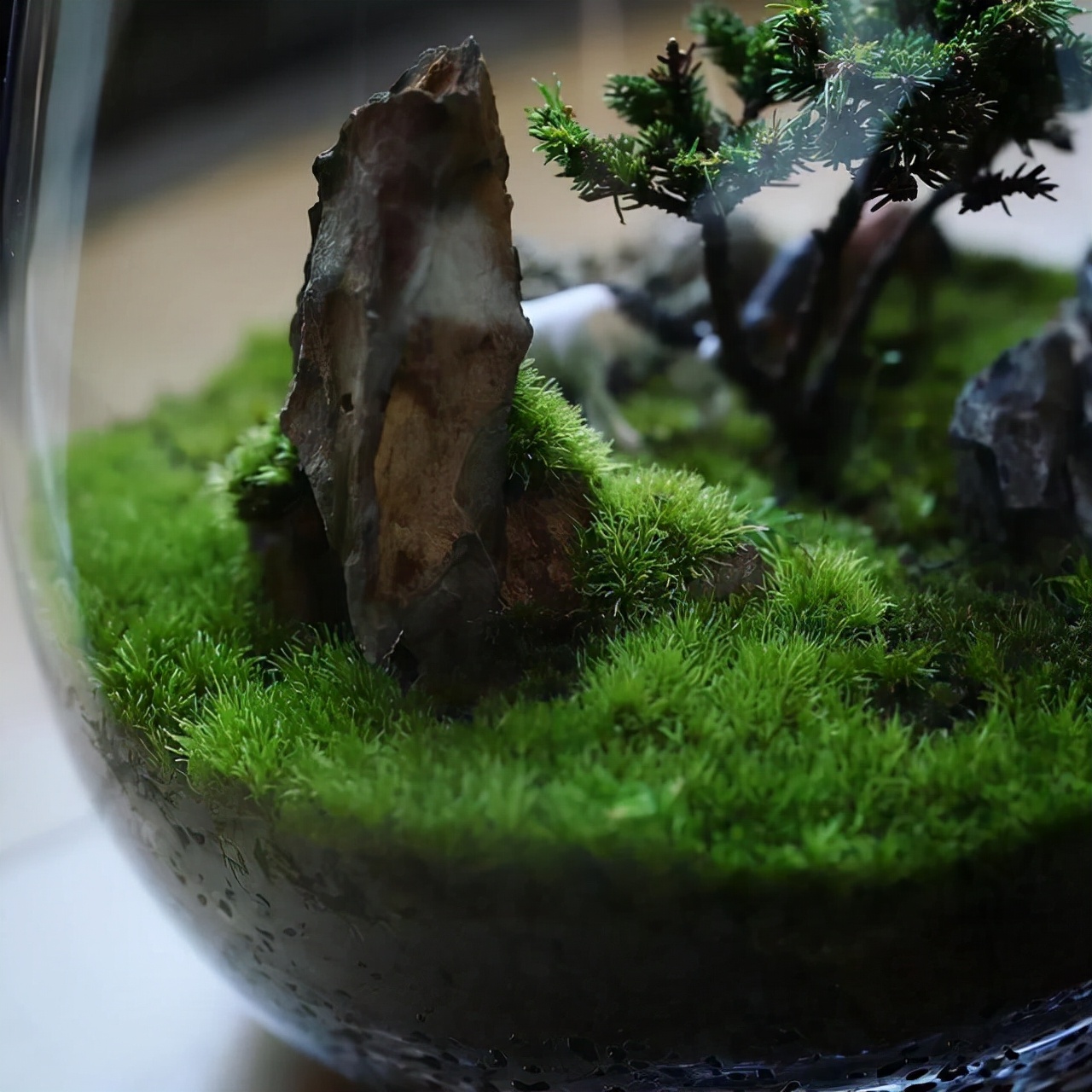 为什么你的苔藓总养不活？全面认识和了解苔藓的习性和养护技巧