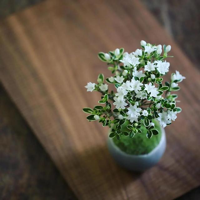 为什么你的苔藓总养不活？全面认识和了解苔藓的习性和养护技巧