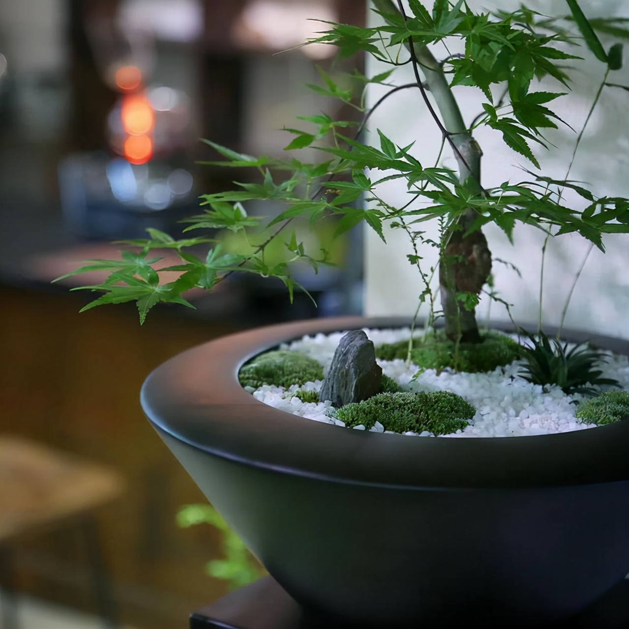 为什么你的苔藓总养不活？全面认识和了解苔藓的习性和养护技巧