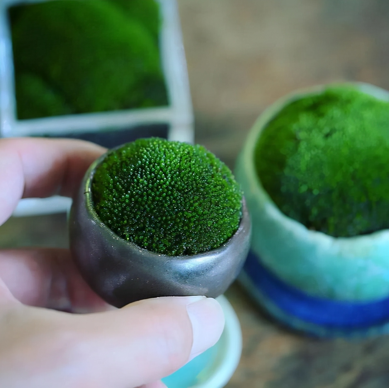 为什么你的苔藓总养不活？全面认识和了解苔藓的习性和养护技巧