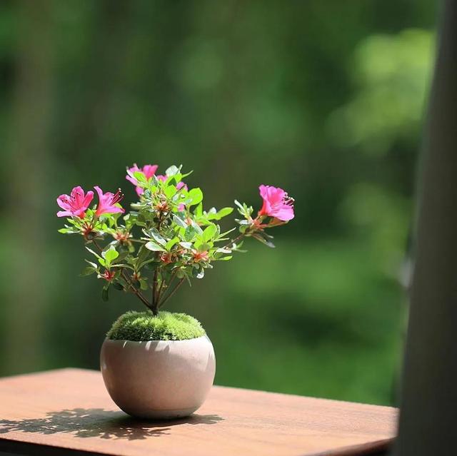 为什么你的苔藓总养不活？全面认识和了解苔藓的习性和养护技巧